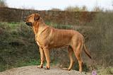 TOSA INU 454